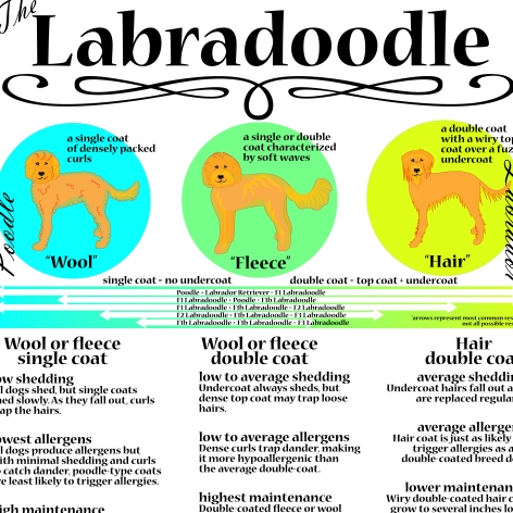 Labradoodle Grooming
